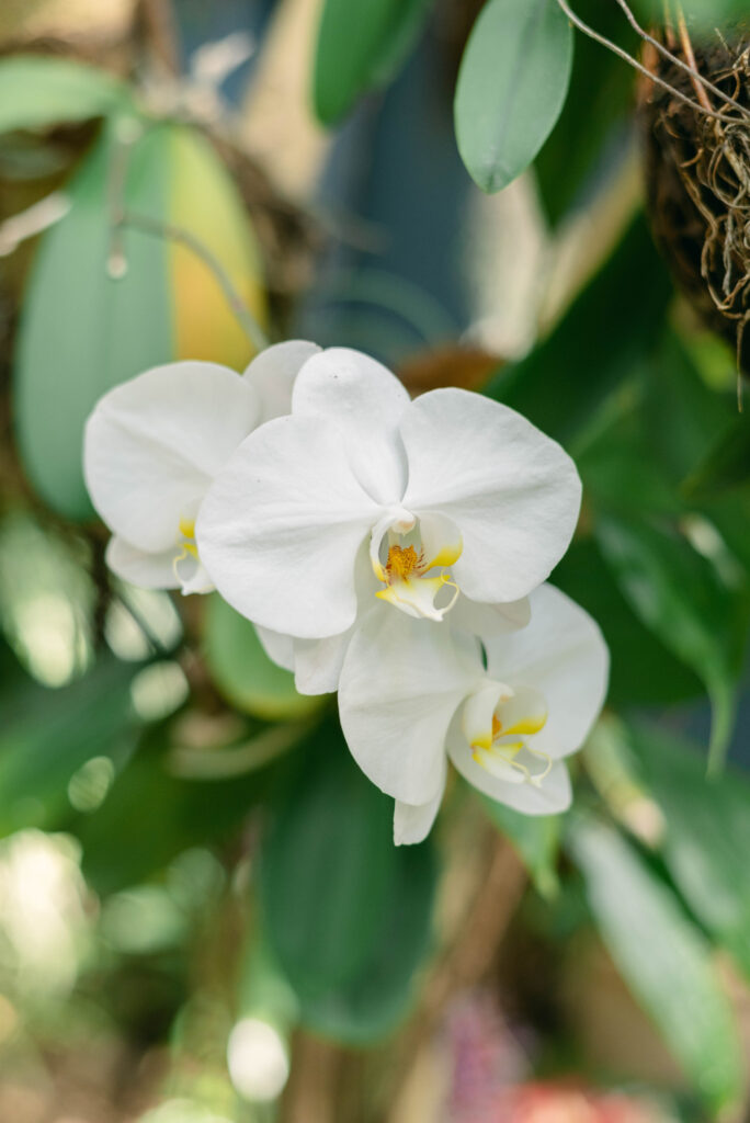 Orchid at Roger Williams Botanical Garden